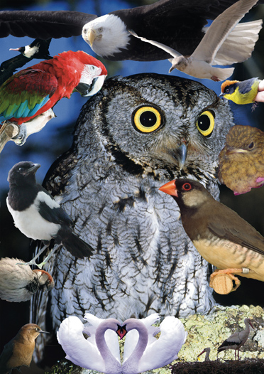 vogels moodboard